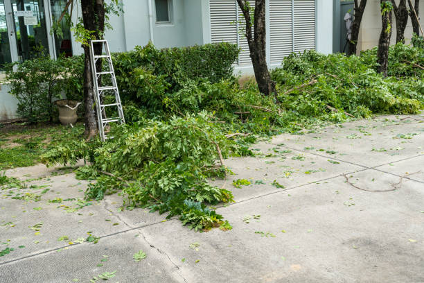 Brentwood, MO Tree Care  Company